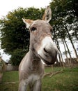 Small grey Donkey Royalty Free Stock Photo