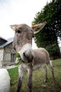 Small grey Donkey Royalty Free Stock Photo