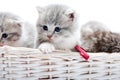 Small grey fluffy adorable kitten being curious and looking to the side while others playing together in white wicker Royalty Free Stock Photo