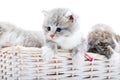 Small grey fluffy adorable kitten being curious and looking to the side while others playing together in white wicker Royalty Free Stock Photo