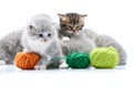 Small grey fluffy adorable kitten is playing with orange yarn ball while other kitties are playing with green wool balls Royalty Free Stock Photo