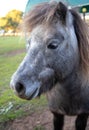 Small grey horse, pony, head and mane close-up, portrait of an animal Royalty Free Stock Photo