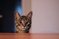 Small grey house cat looks curiously over the kitchen worktop