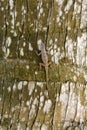 Small grey lizard on the bark