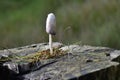Small grey mushroom growing for a stump