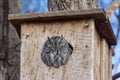 A small grey owl roosts high up a tree in a bird box