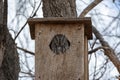 A small grey owl roosts in the safety of a bird box high up in a tree