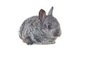 Small grey rabbit