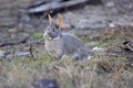 Small Grey Rabbit outside in the  Grass Royalty Free Stock Photo