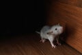 Small grey rat near wooden wall on floor. Space for text Royalty Free Stock Photo