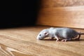 Small grey rat near wooden wall on floor. Space for text Royalty Free Stock Photo