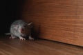 Small grey rat near wooden wall on floor. Space for text Royalty Free Stock Photo