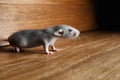 Small grey rat near wooden wall on floor Royalty Free Stock Photo