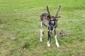 A small grey reindeer with horns on a leash on the green grass