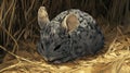 Cute Chinchilla Sleeping in Hay Nest, Soft Fur Texture, Adorable Rodent Wildlife Royalty Free Stock Photo