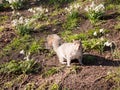 Small grey squirrel curious looking at camera outside in park fl Royalty Free Stock Photo