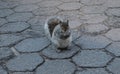 The squirrel sits and looks at us Royalty Free Stock Photo