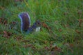 Small grey squirrel sat in grass