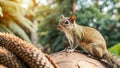 A small grey squirrel sits on a tree trunk, looking towards the camera Royalty Free Stock Photo