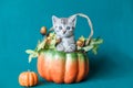 Small grey striped kitten sitting in a pumpkin basket