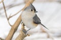 Small grey Tufted titmouse bird perched on a tree branch Royalty Free Stock Photo