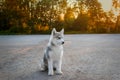 A small grey white female siberian husky puppy sits outside in the evening at sunset