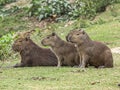 Small Grop Of Capybara