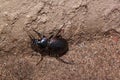 Small ground beetle crawl up the wall. Royalty Free Stock Photo