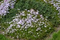 Small ground cover soft purple flowers, perennial with beautiful flowers. Royalty Free Stock Photo