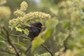 Small Ground Finch Geospiza fuliginosa Royalty Free Stock Photo