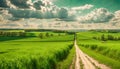 small ground road among green rural fields at sunny