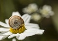 Small ground snail resting on a daisy flower Royalty Free Stock Photo