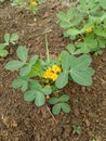 small groundnut plant on the soil
