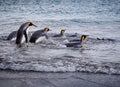Small group of adult king penguins head out to sea fishing