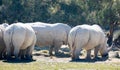 Group of white rhinoceros grazing in glade on sunny day Royalty Free Stock Photo