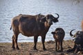 A small group of african buffalos in Chobe National Park Royalty Free Stock Photo