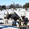 Small Group of Alaskan Reindeer #1 Royalty Free Stock Photo