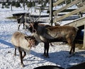 Small Group of Alaskan Reindeer #3 Royalty Free Stock Photo