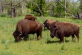 A Small Group of American Bison Roaming the Range in Oklahoma Royalty Free Stock Photo