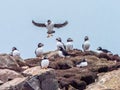 Small Group Of Atlantic Puffins