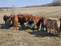 Small group of beef cattle feeding on a fresh bale of hay. Royalty Free Stock Photo