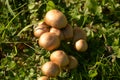 Small Group of beige brown Coprinellus micaceus mushrooms on a meadow, mica cap or shiny cap or glistening inky cap in october sun