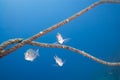 Small group of Bigeye emperor fish. Royalty Free Stock Photo