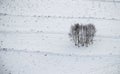 Small group of birch trees in winter, black and white photo Royalty Free Stock Photo