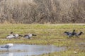 Defensive Behavior Amongst Brant Geese