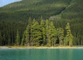 Small Group Of Cedar Trees On Lake Maligne Jasper National Park