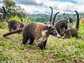 Small Group Of Coatimundi