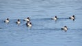 males of common pochard in water Royalty Free Stock Photo