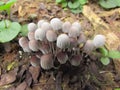 Small group of Coprinellus disseminatus mushrooms