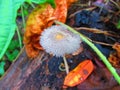 Small group of Coprinellus mushrooms